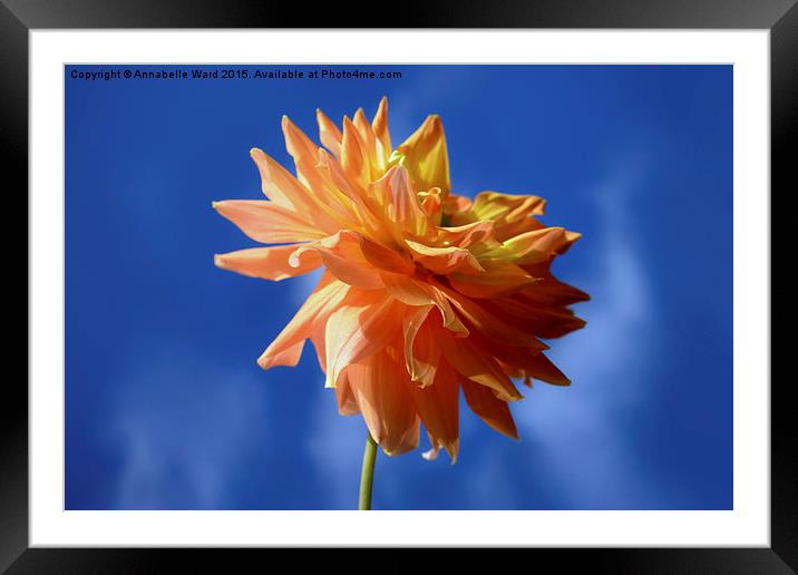  Dahlia Smile. Framed Mounted Print by Annabelle Ward