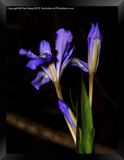 Wild Dwarf Iris Framed Print by Paul Mays