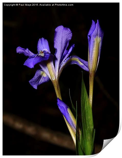 Wild Dwarf Iris Print by Paul Mays
