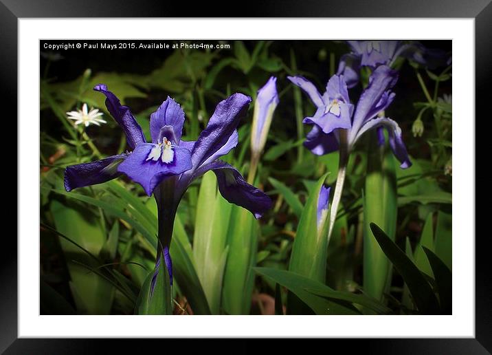 Wild Dwarf Iris Framed Mounted Print by Paul Mays
