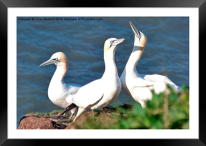  Gannets on Bempton Cliffs. Framed Mounted Print by Lilian Marshall