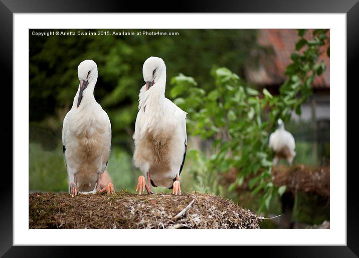 Orphaned two White Storks Framed Mounted Print by Arletta Cwalina