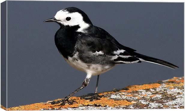 The Pied Wagtail Canvas Print by Trevor White