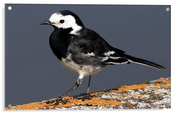 The Pied Wagtail Acrylic by Trevor White