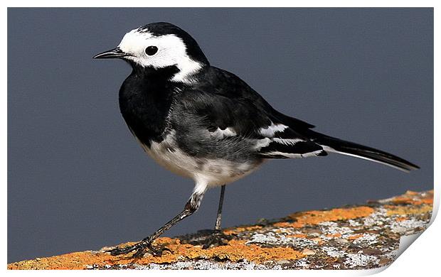 The Pied Wagtail Print by Trevor White