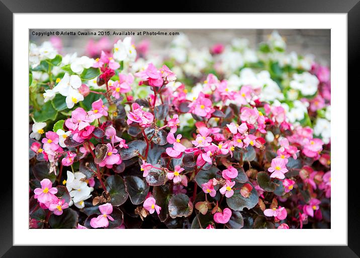 flowering Begonia semperflorens clumps  Framed Mounted Print by Arletta Cwalina
