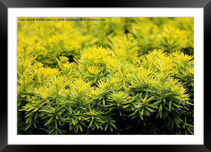 Taxus baccata Yew new shoots Framed Mounted Print by Arletta Cwalina