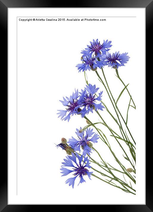 Slant blue cornflower flowers isolated  Framed Mounted Print by Arletta Cwalina