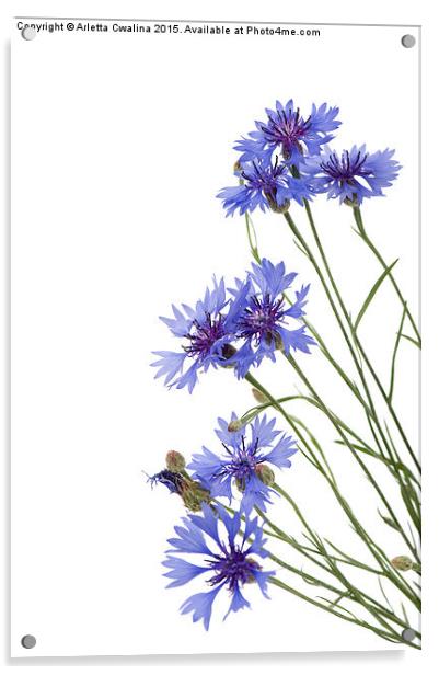 Slant blue cornflower flowers isolated  Acrylic by Arletta Cwalina