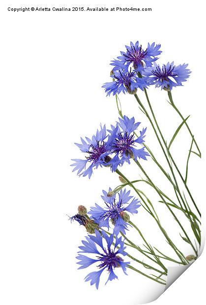 Slant blue cornflower flowers isolated  Print by Arletta Cwalina