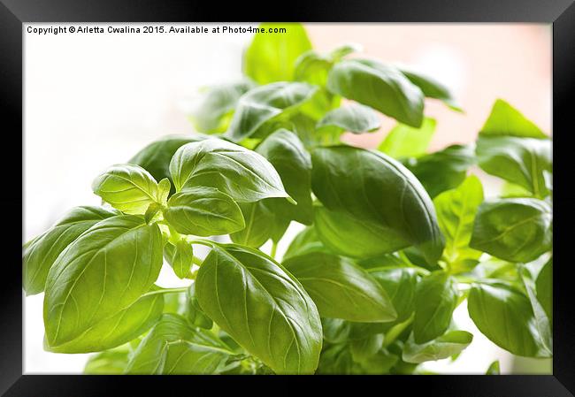 Ocimum basilicum green basil leaves  Framed Print by Arletta Cwalina