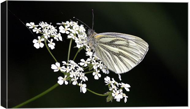 The Green Veined White Canvas Print by Trevor White