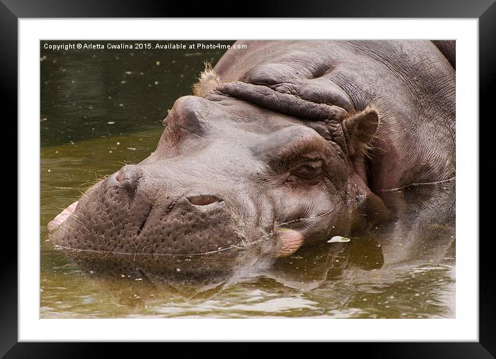Hippopotamus or hippo animal Framed Mounted Print by Arletta Cwalina