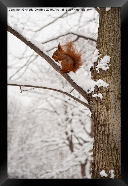 Squirrel sitting on twig in snow and eating Framed Print by Arletta Cwalina
