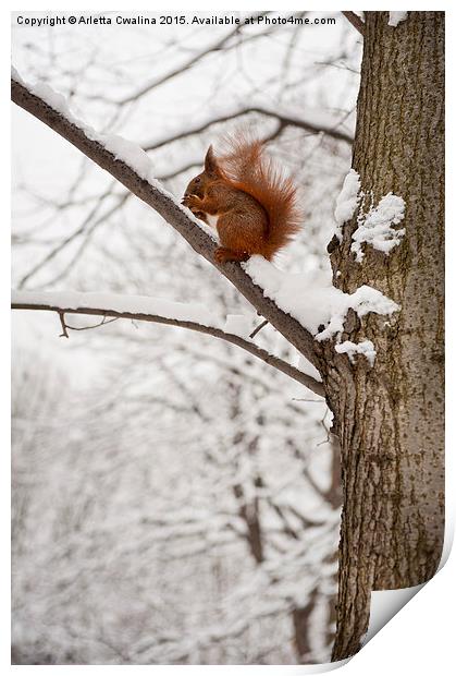 Squirrel sitting on twig in snow and eating Print by Arletta Cwalina