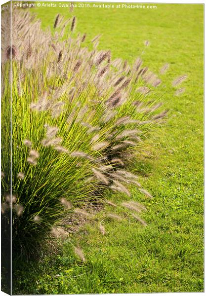 Grass clump Pennisetum alopecuroides Canvas Print by Arletta Cwalina