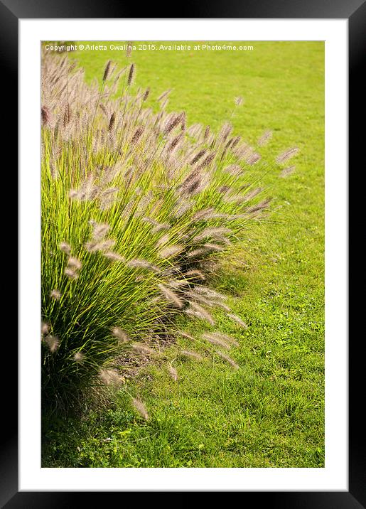 Grass clump Pennisetum alopecuroides Framed Mounted Print by Arletta Cwalina
