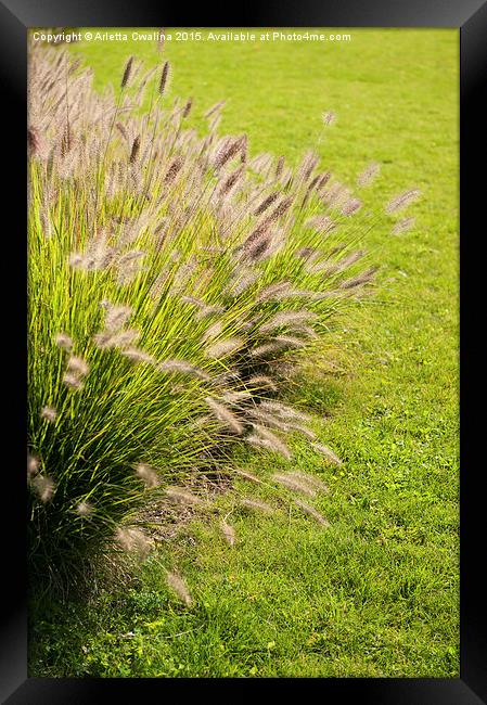 Grass clump Pennisetum alopecuroides Framed Print by Arletta Cwalina