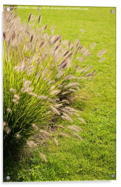 Grass clump Pennisetum alopecuroides Acrylic by Arletta Cwalina
