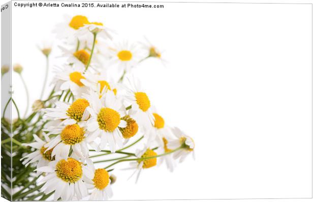 Many white flowerheads of chamomile Canvas Print by Arletta Cwalina