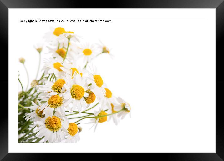 Many white flowerheads of chamomile Framed Mounted Print by Arletta Cwalina