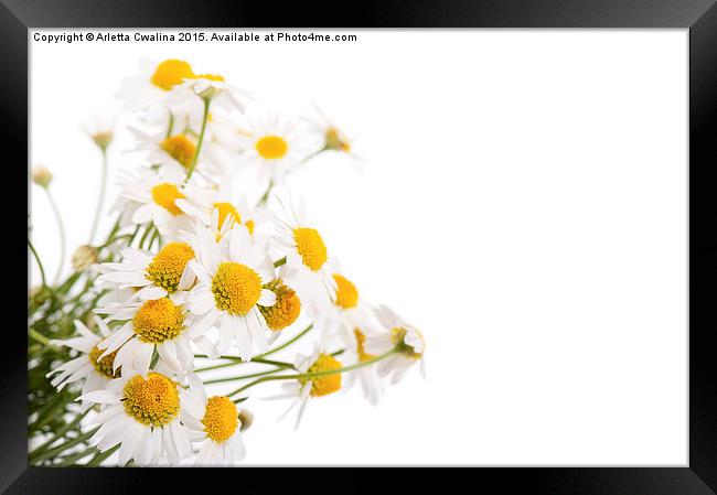Many white flowerheads of chamomile Framed Print by Arletta Cwalina