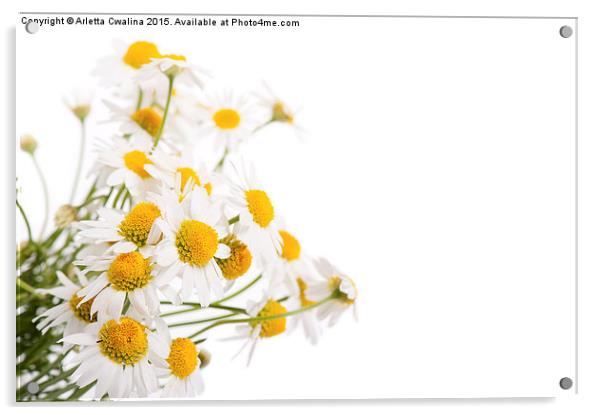 Many white flowerheads of chamomile Acrylic by Arletta Cwalina