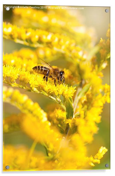 Bee sitting on Solidago virgaurea Acrylic by Arletta Cwalina