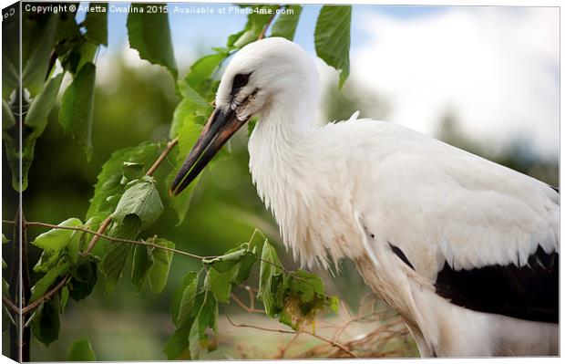 White Stork or Ciconia ciconia child Canvas Print by Arletta Cwalina