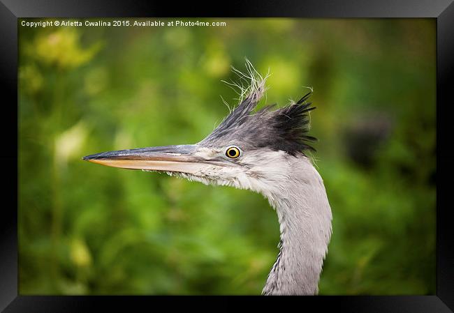 Ardea cinerea The grey heron head portrait  Framed Print by Arletta Cwalina