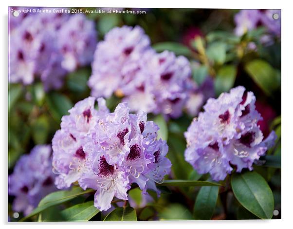 Rhododendron called Azalea purple flowers  Acrylic by Arletta Cwalina