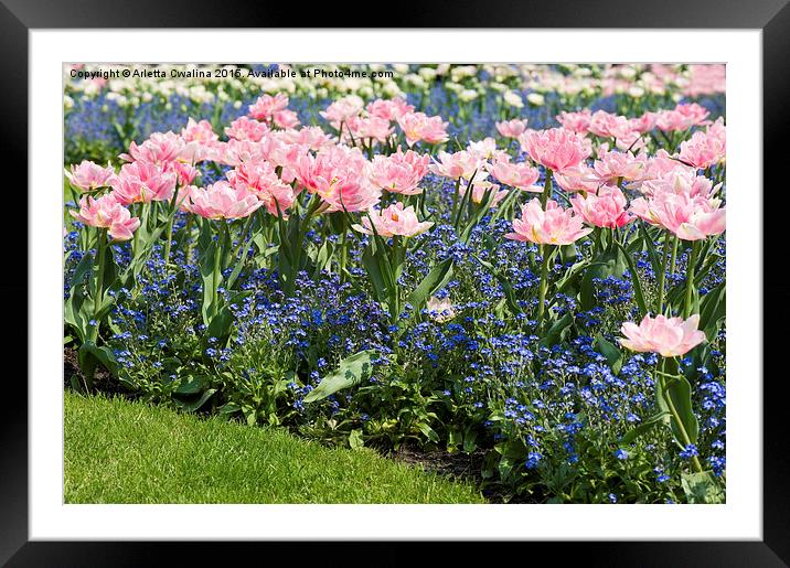 forget-me-not and Foxtrot tulips  Framed Mounted Print by Arletta Cwalina