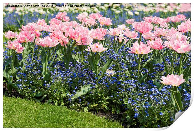 forget-me-not and Foxtrot tulips  Print by Arletta Cwalina