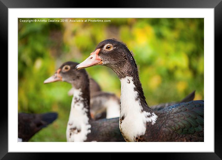 Muscovy Duck or Cairina moschata watching  Framed Mounted Print by Arletta Cwalina