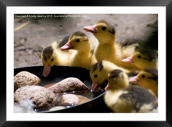 Yellow Muscovy duck ducklings drinking water  Framed Mounted Print by Arletta Cwalina