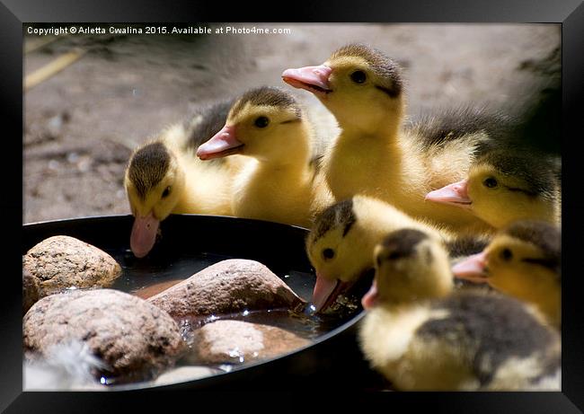 Yellow Muscovy duck ducklings drinking water  Framed Print by Arletta Cwalina