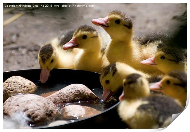 Yellow Muscovy duck ducklings drinking water  Print by Arletta Cwalina
