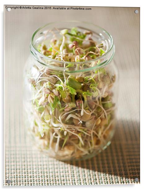 Many cereal sprouts growing in glass jar  Acrylic by Arletta Cwalina