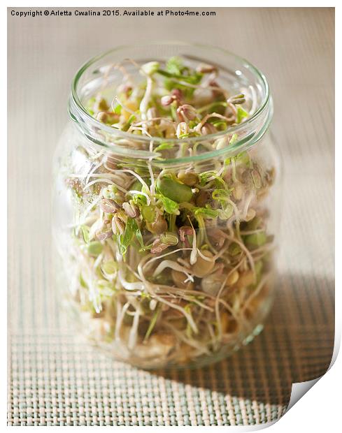 Many cereal sprouts growing in glass jar  Print by Arletta Cwalina