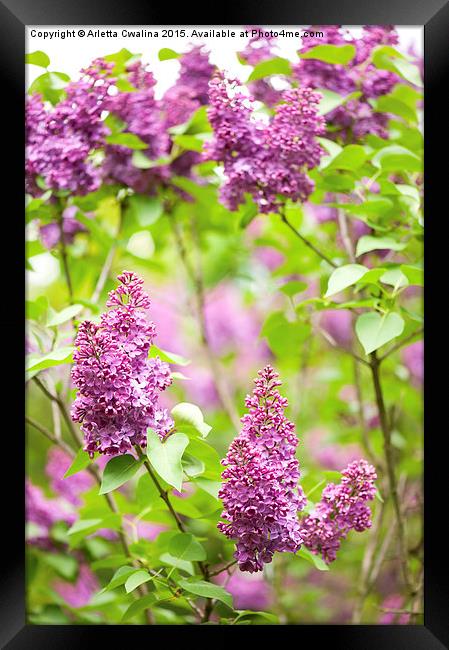 Purple Syringa vulgaris or lilac bush detail  Framed Print by Arletta Cwalina