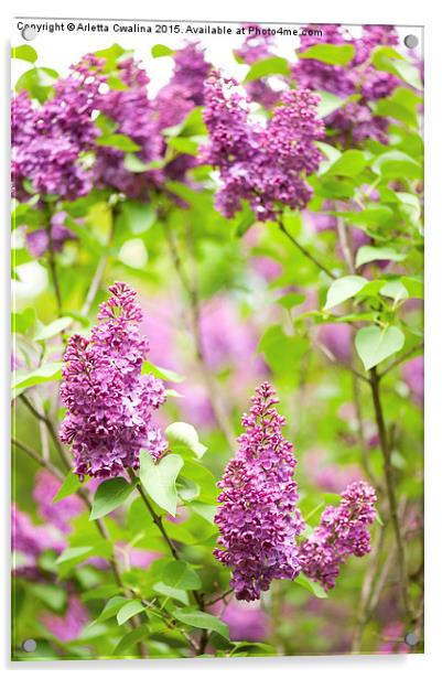 Purple Syringa vulgaris or lilac bush detail  Acrylic by Arletta Cwalina