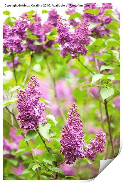 Purple Syringa vulgaris or lilac bush detail  Print by Arletta Cwalina