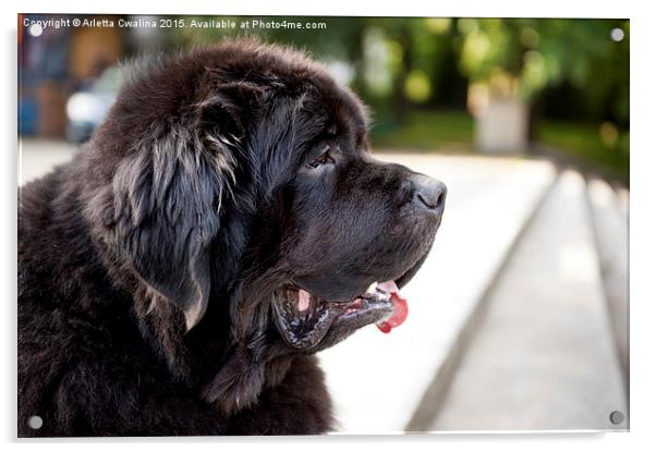black Newfoundland dog massive broad snout  Acrylic by Arletta Cwalina
