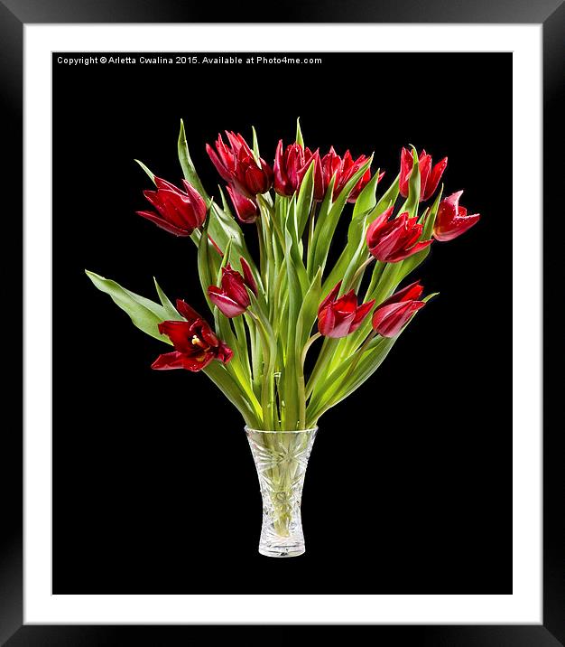Red cut tulips bouquet in glass vase isolated  Framed Mounted Print by Arletta Cwalina