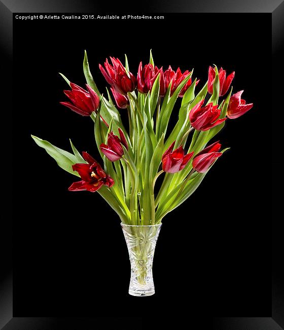 Red cut tulips bouquet in glass vase isolated  Framed Print by Arletta Cwalina