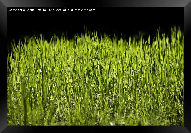 bright grass leaves grow on black background Framed Print by Arletta Cwalina