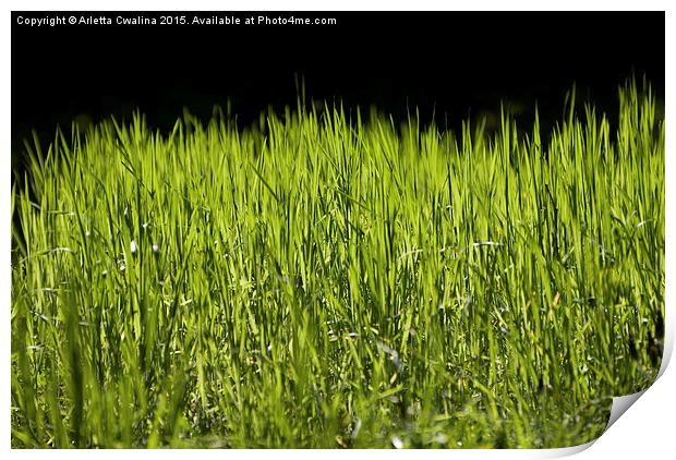 bright grass leaves grow on black background Print by Arletta Cwalina