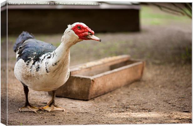 large Muscovy Duck bird standing and posing  Canvas Print by Arletta Cwalina