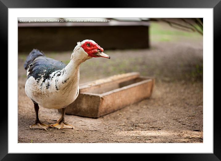 large Muscovy Duck bird standing and posing  Framed Mounted Print by Arletta Cwalina
