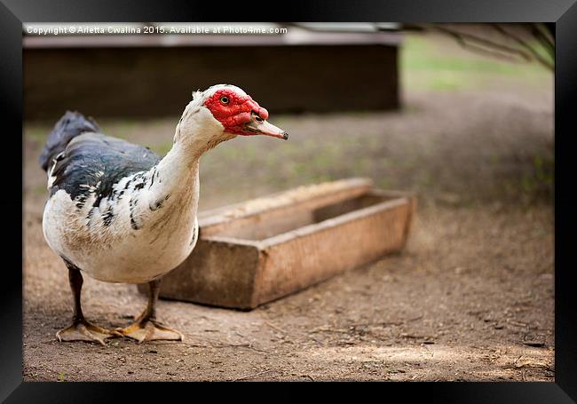 large Muscovy Duck bird standing and posing  Framed Print by Arletta Cwalina